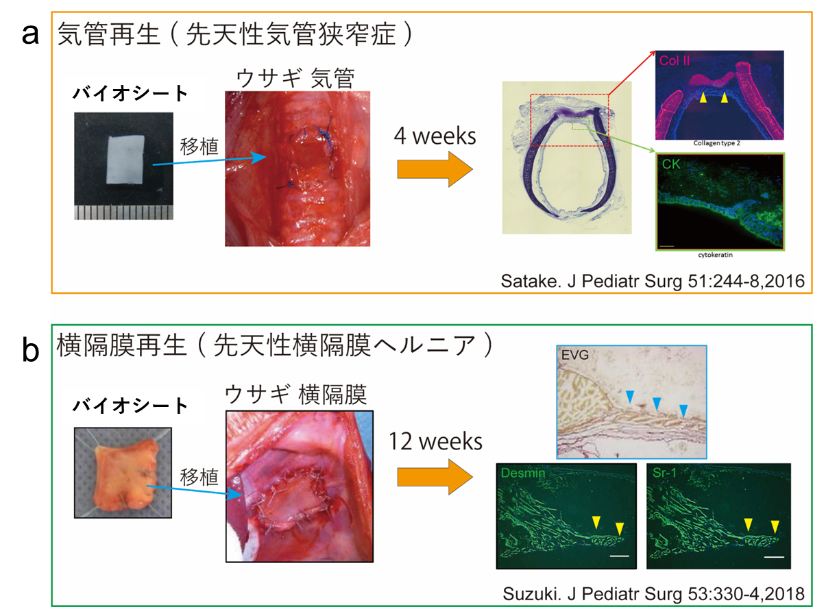 図2 バイオシートを用いた臓器再生の研究 図2 バイオシートを用いた臓器再生の研究