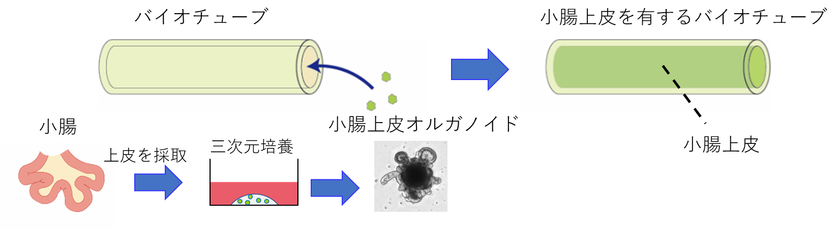 図3 小腸上皮オルガノイドとバイオチューブを用いた小腸再生の研究 図3 小腸上皮オルガノイドとバイオチューブを用いた小腸再生の研究